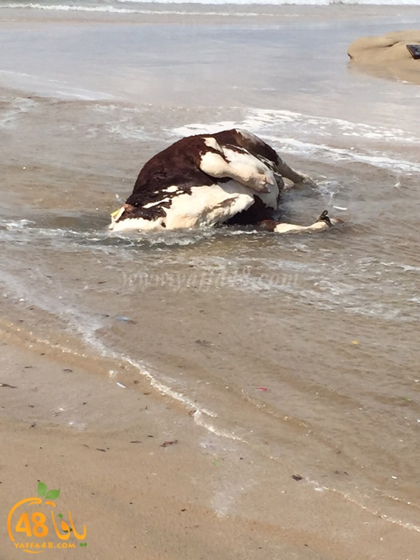 cow yaffa seak3 (2).JPG